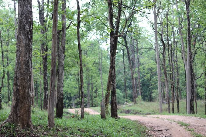 Jungle book scene- hollywood films shot in India