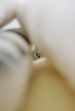 A hyper-focused shot of an eye or a small object, revealing intricate details.